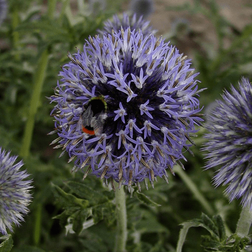 Des images de diff�rentes plantes